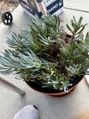 Free cute plant with pot (Rehoming Allison) 1